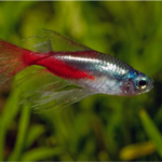 Neon Tetras