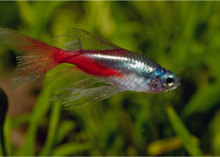 Neon Tetras