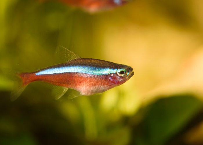 Cardinal Tetras