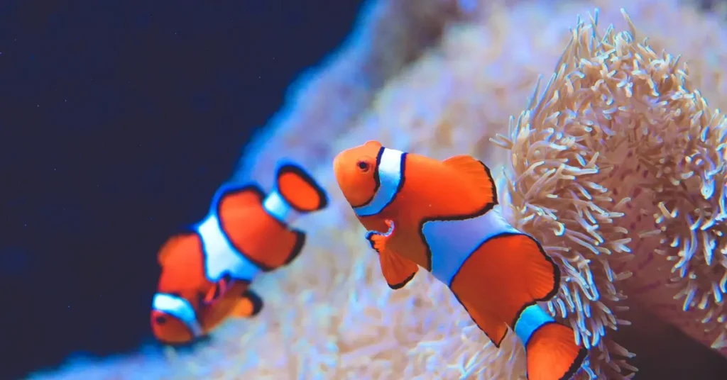 Clown Fish