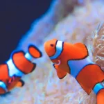 Clown Fish