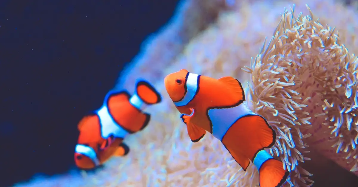 Clownfish Care: Finding Nemo in Your Home Aquarium