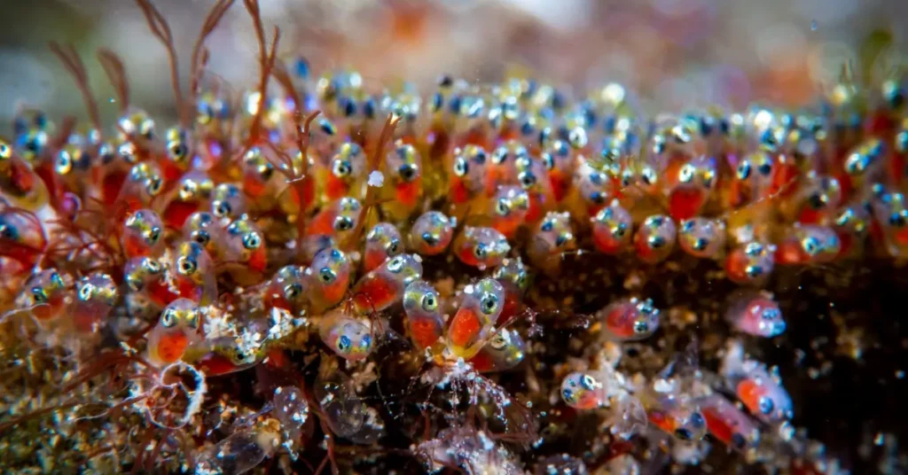 Clownfish Egg