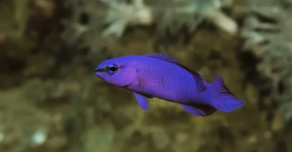 Orchid Dottyback