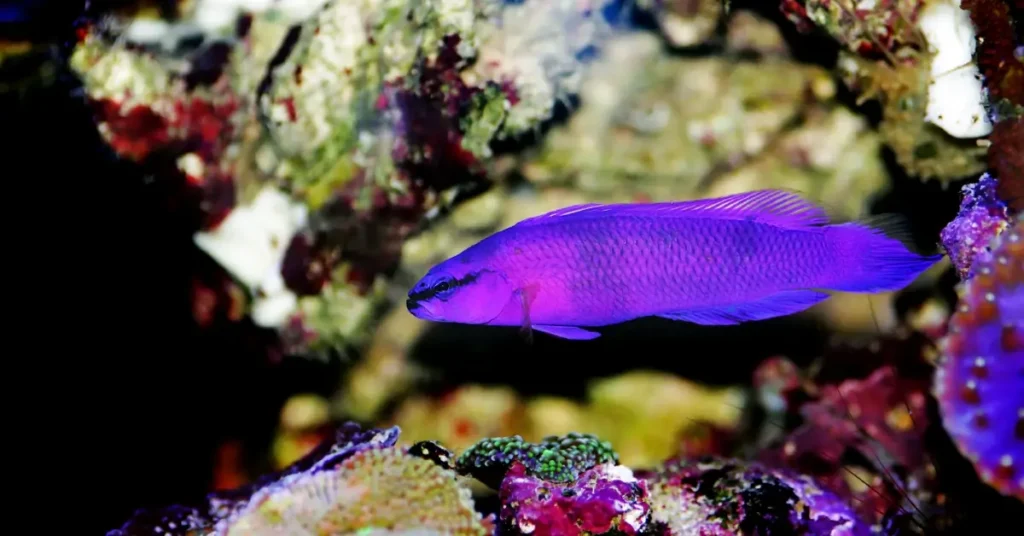 Orchid Dottyback