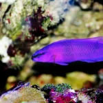 Orchid Dottyback