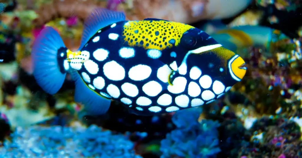 Clown Triggerfish