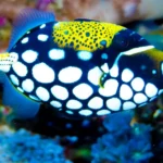 Clown Triggerfish