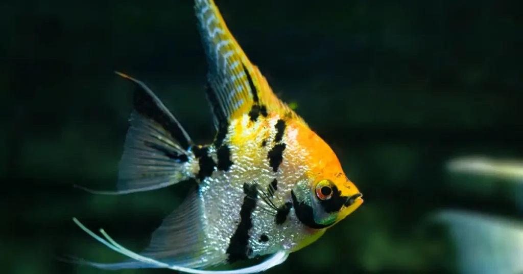 Angelfish