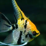 Angelfish