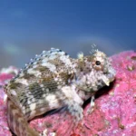 Lawnmower Blenny