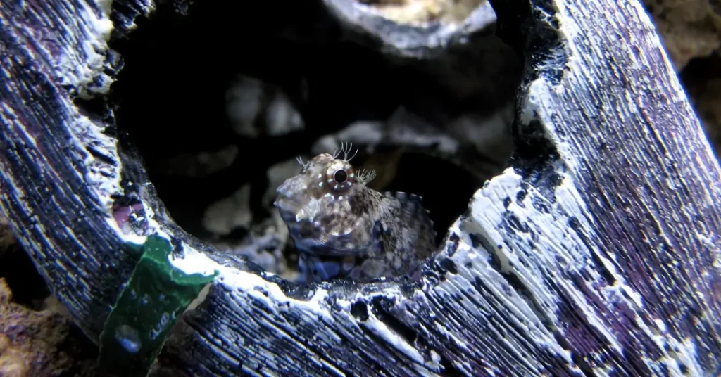 Lawnmower Blenny is Hidding