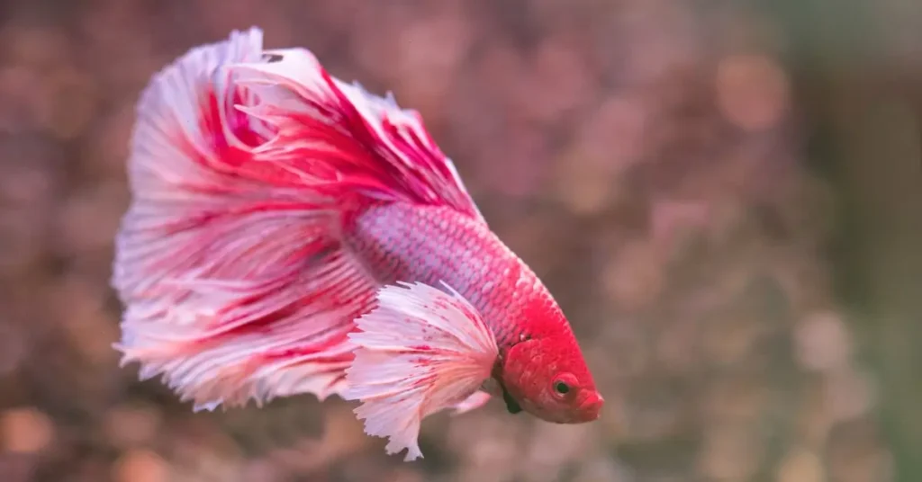 Betta Fish