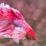 Betta Fish