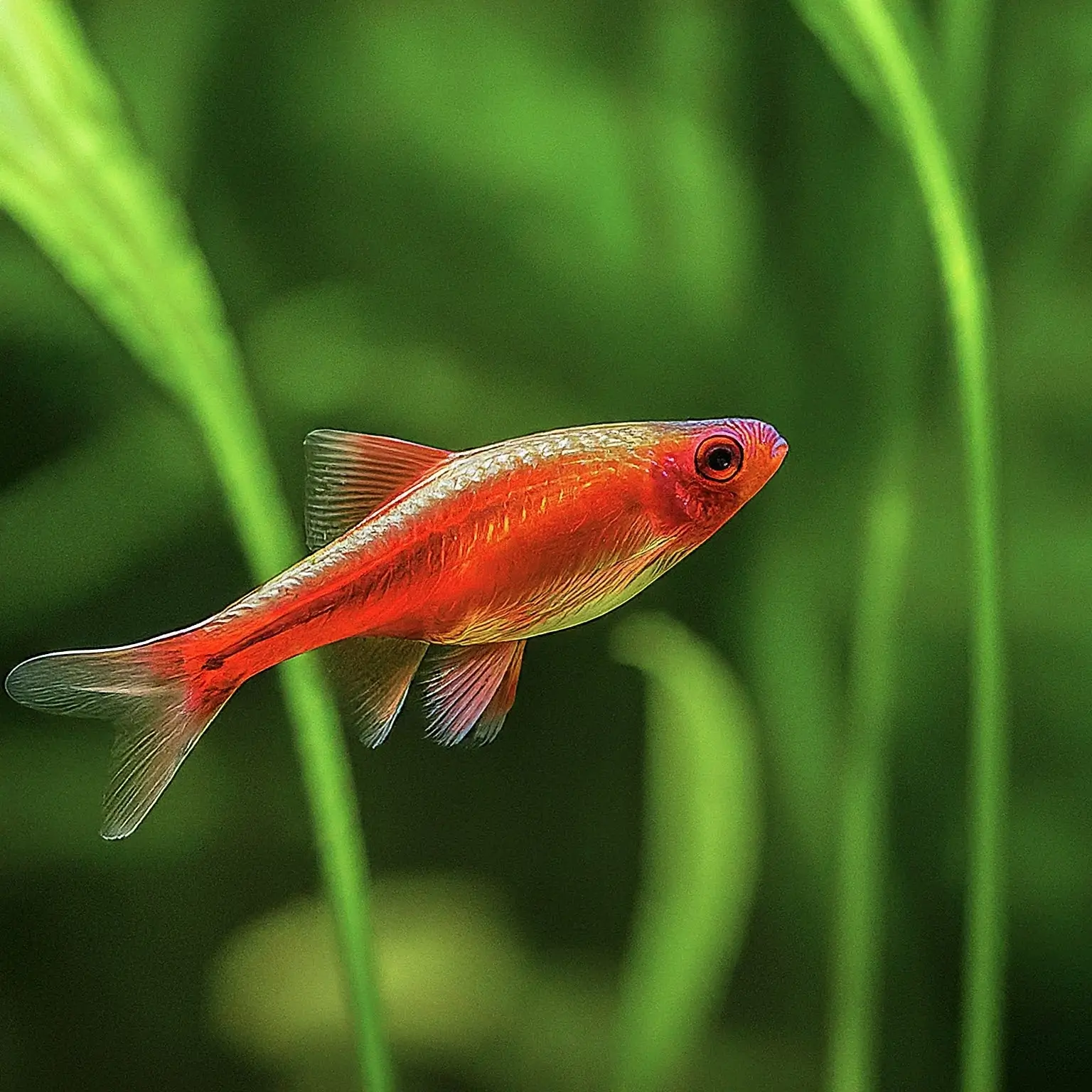 Chili Rasbora: A Vibrant and Hardy Nano Fish