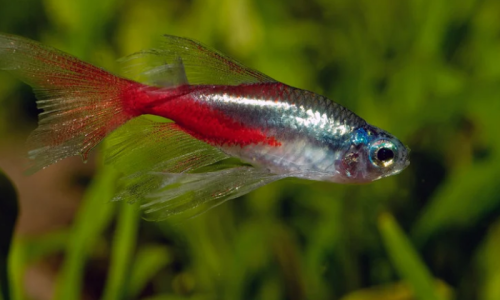 Neon Tetras