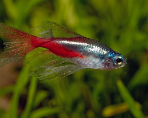 Neon Tetras