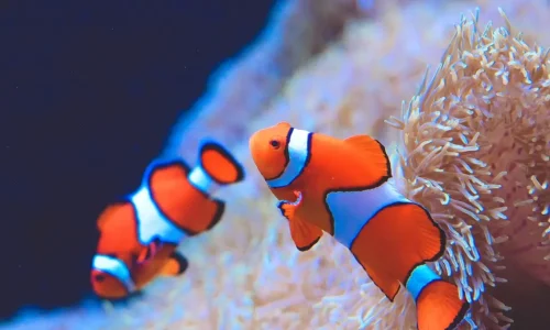 Clownfish Care: Finding Nemo in Your Home Aquarium