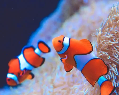 Clownfish Care: Finding Nemo in Your Home Aquarium