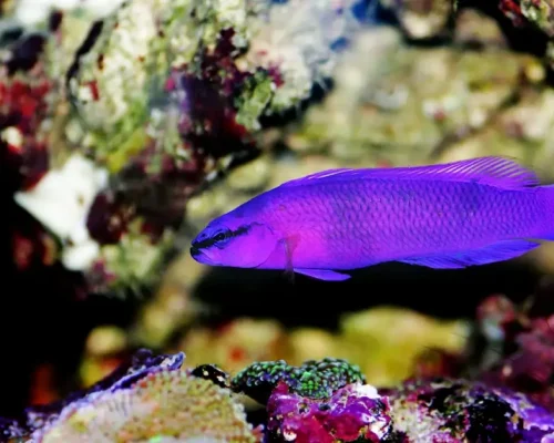 Orchid Dottybacks: Colorful Aquarium Beauties