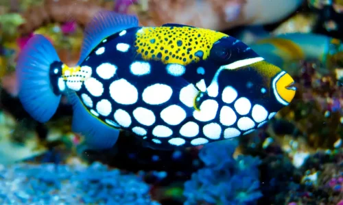 Clown Triggerfish: Not Just a Pretty Face | Their Shocking Secrets