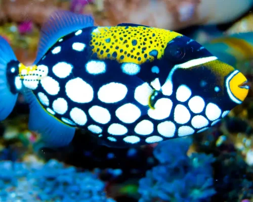 Clown Triggerfish: Not Just a Pretty Face | Their Shocking Secrets