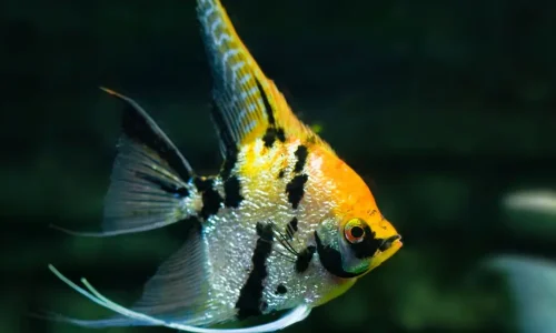 The Ultimate Guide to 7 Angelfish Species