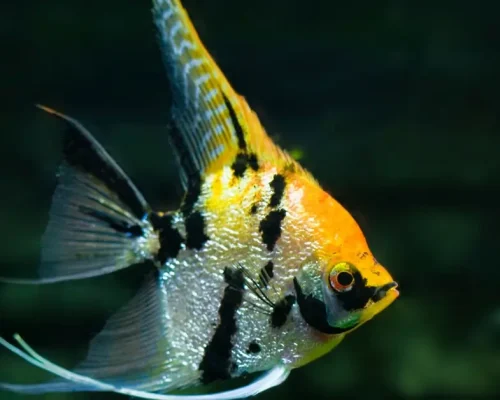 The Ultimate Guide to 7 Angelfish Species